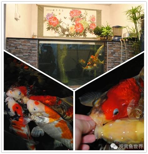 錦鯉魚缸|新手入門